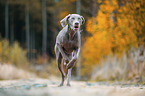 female Weimaraner