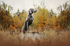 female Weimaraner