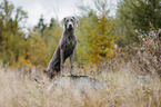 female Weimaraner