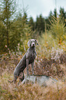 female Weimaraner
