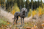female Weimaraner