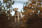 Weimaraner