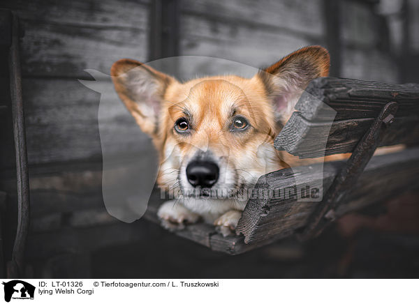 lying Welsh Corgi / LT-01326