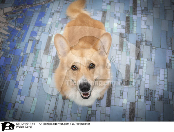 Welsh Corgi / Welsh Corgi / DH-01174