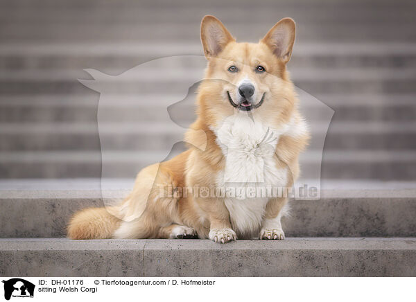 sitting Welsh Corgi / DH-01176