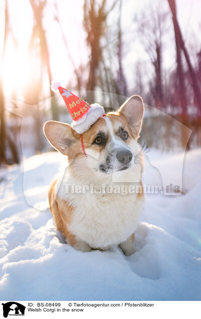 Welsh Corgi in the snow / BS-08499