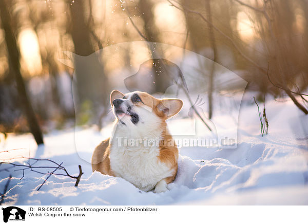 Welsh Corgi im Schnee / Welsh Corgi in the snow / BS-08505