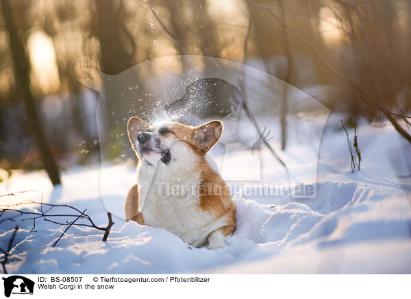 Welsh Corgi in the snow / BS-08507