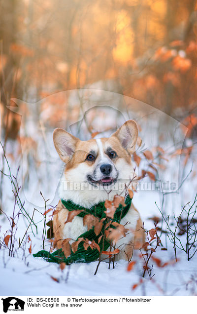 Welsh Corgi in the snow / BS-08508