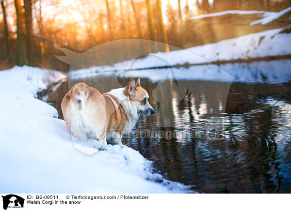 Welsh Corgi in the snow / BS-08511