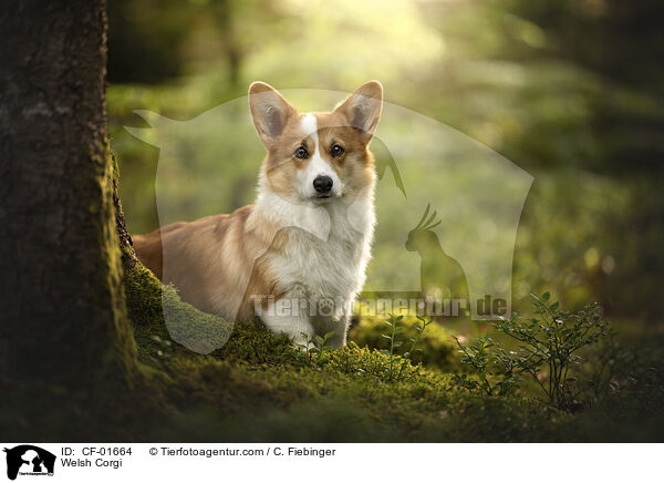 Welsh Corgi / Welsh Corgi / CF-01664