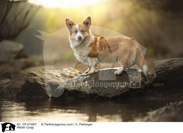 Welsh Corgi / CF-01667