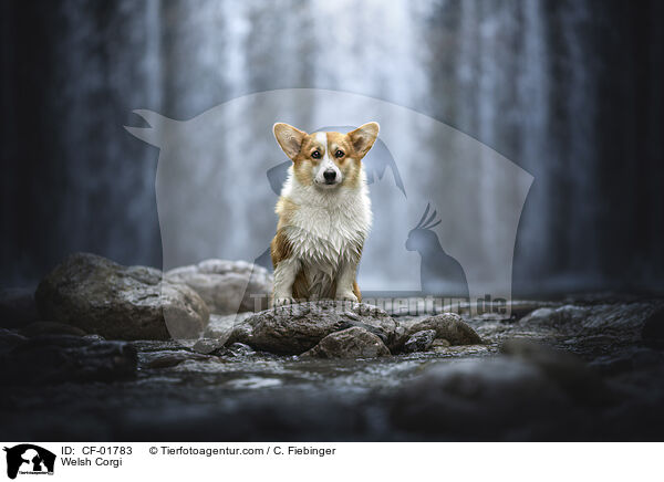 Welsh Corgi / CF-01783