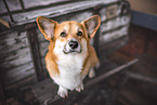 sitting Welsh Corgi