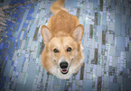 Welsh Corgi