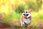 walking Welsh Corgi