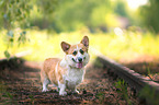 standing Welsh Corgi