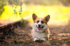 lying Welsh Corgi