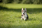 male Welsh Corgi