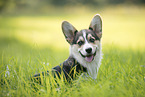 male Welsh Corgi