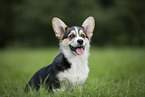 male Welsh Corgi