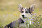 male Welsh Corgi