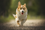 Welsh Corgi