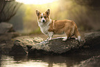 Welsh Corgi