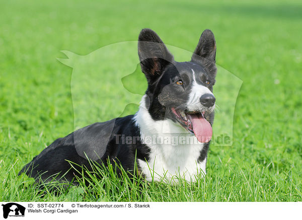 Welsh Corgi Cardigan / Welsh Corgi Cardigan / SST-02774