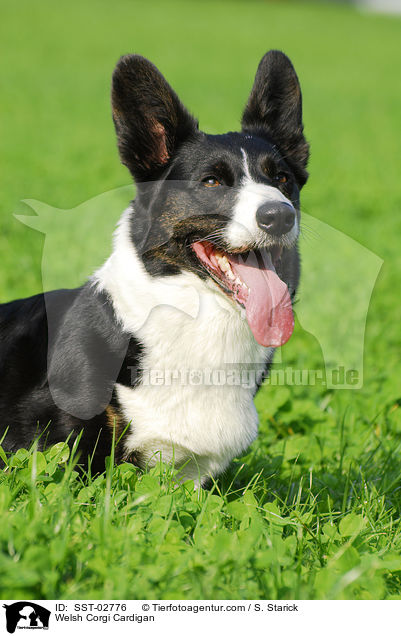 Welsh Corgi Cardigan / Welsh Corgi Cardigan / SST-02776