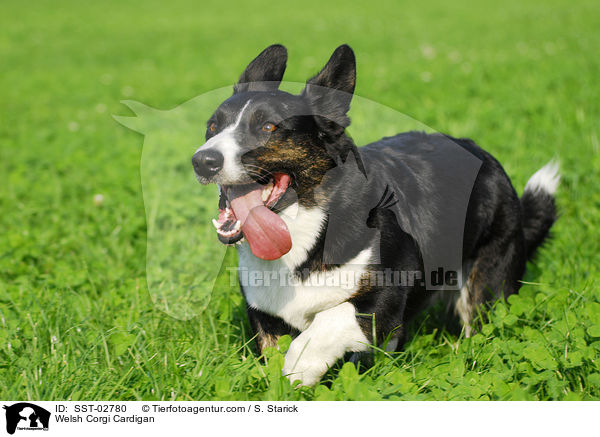 Welsh Corgi Cardigan / Welsh Corgi Cardigan / SST-02780