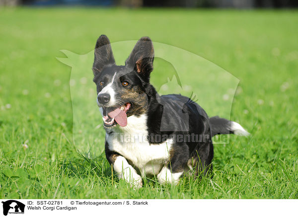 Welsh Corgi Cardigan / Welsh Corgi Cardigan / SST-02781
