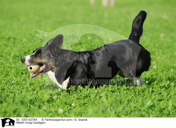Welsh Corgi Cardigan / Welsh Corgi Cardigan / SST-02784