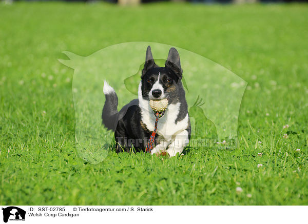 Welsh Corgi Cardigan / Welsh Corgi Cardigan / SST-02785