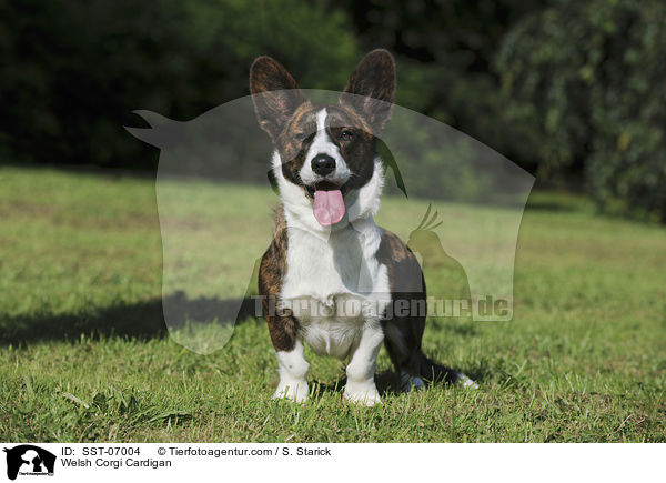 Welsh Corgi Cardigan / SST-07004