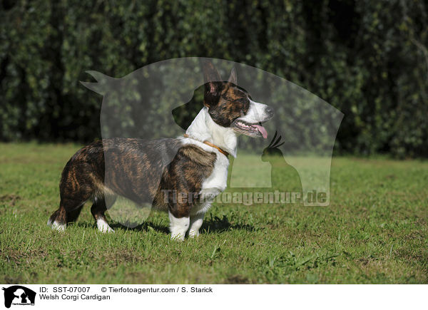 Welsh Corgi Cardigan / Welsh Corgi Cardigan / SST-07007