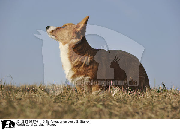 Welsh Corgi Cardigan Puppy / SST-07776