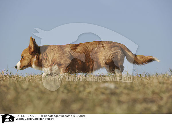 Welsh Corgi Cardigan Puppy / SST-07779