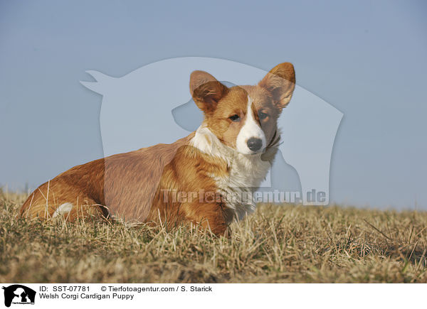 Welsh Corgi Cardigan Puppy / SST-07781