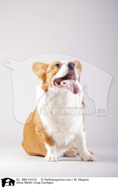 siting Welsh Corgi Cardigan / MW-10318