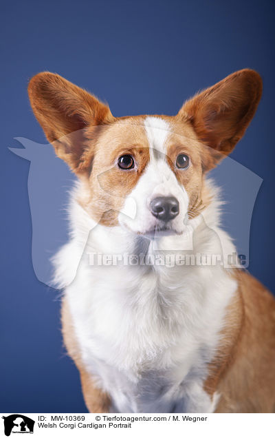 Welsh Corgi Cardigan Portrait / MW-10369