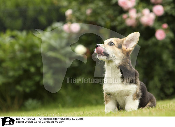 sitting Welsh Corgi Cardigan Puppy / KL-19392