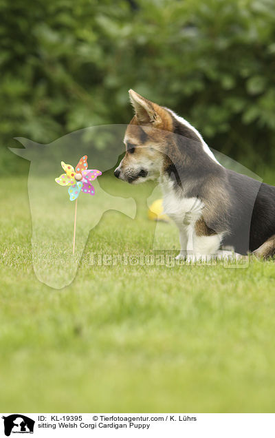 sitting Welsh Corgi Cardigan Puppy / KL-19395