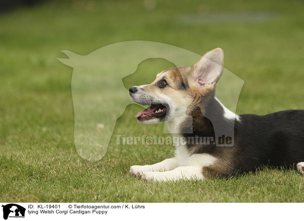 lying Welsh Corgi Cardigan Puppy / KL-19401