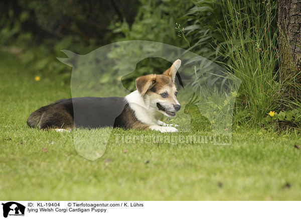 lying Welsh Corgi Cardigan Puppy / KL-19404