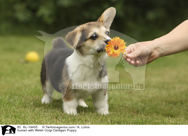Mensch mit Welsh Corgi Cardigan Welpe / human with Welsh Corgi Cardigan Puppy / KL-19405