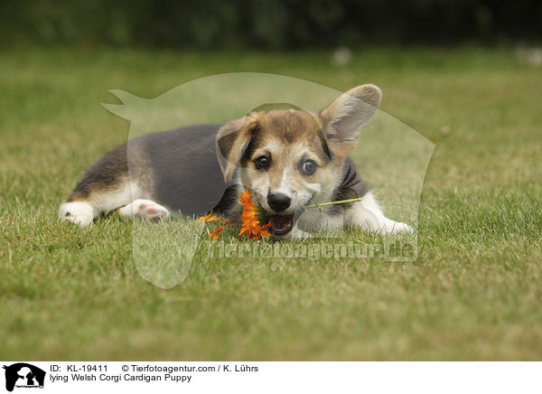 lying Welsh Corgi Cardigan Puppy / KL-19411