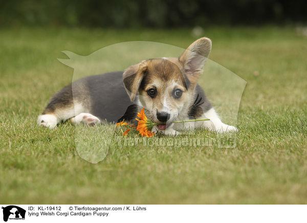 liegender Welsh Corgi Cardigan Welpe / lying Welsh Corgi Cardigan Puppy / KL-19412