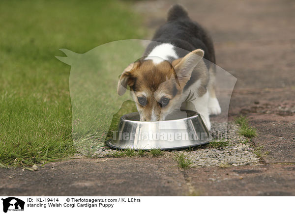 stehender Welsh Corgi Cardigan Welpe / standing Welsh Corgi Cardigan Puppy / KL-19414