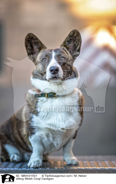 sitzender Welsh Corgi Cardigan / sitting Welsh Corgi Cardigan / MAH-01501